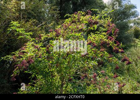 Sambuco che cresce in un hedgerow vicino a Nassington, Nene Valley, Northamptonshire Foto Stock