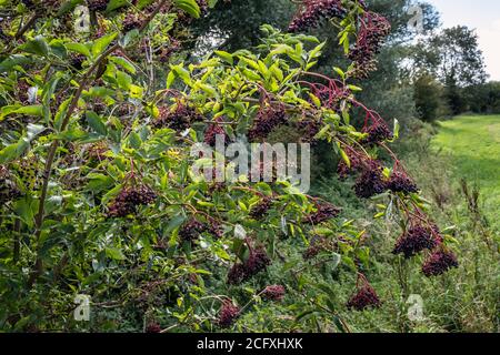 Sambuco che cresce in un hedgerow vicino a Nassington, Nene Valley, Northamptonshire Foto Stock