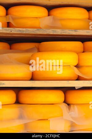 Stagionatura del formaggio olandese su scaffali di legno Foto Stock