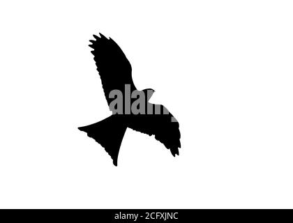 Red Kite raptor uccello nero silhouette tagliato e isolato su uno sfondo bianco foto stock Foto Stock