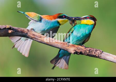 bacio caldo di uccelli di paradiso Foto Stock