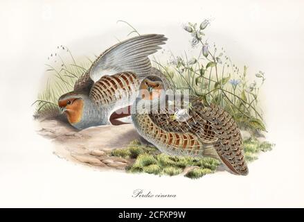 'Il marrone partridge grigio ha striato e il suo partner ha dirottato nell'erba. Arte vintage stile di Grey Partridge (Perdix perdix). Di John Gould 1862 – 1873" Foto Stock