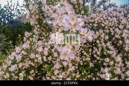Fioritura del cespuglio di gelsomino nel giardino, fuoco selettivo, primo piano. Foto Stock