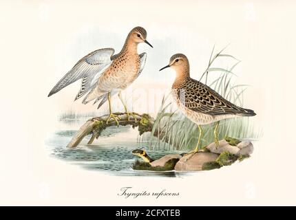 "Coppia di Sandpiper (Calidris subruficollis) panoripoliti in contesto acquatico in posa con ali di diffusione. Art di John Gould London 1862-1873" Foto Stock