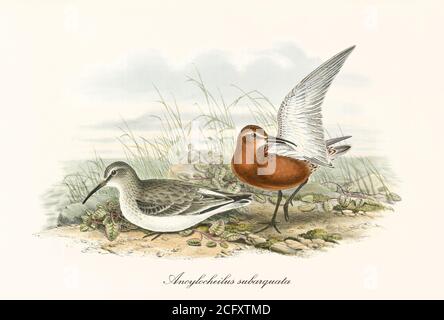 Coppia di uccelli Curlew Sandpiper (Calidris ferruginea) due colori diversi. Quella rossa che si stende un'ala verso l'alto. Art di John Gould Londra 1862-1873 Foto Stock