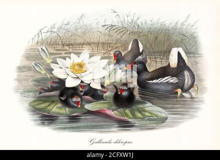 'Moorhen comune (Gallinula chloropus) famiglia nera, uccelli rosso becco nuotare in stagno o posto su giglio d'acqua. Art di John Gould London 1862-1873' Foto Stock