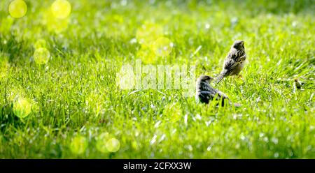 due passeri su un'erba con immagine bokeh Foto Stock