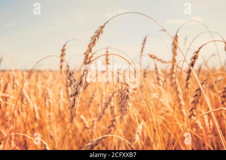 Le orecchie di grano si avvicinano al cielo blu sul campo. Settore agricolo. Agro business Foto Stock