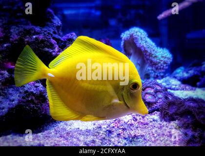 Zebrasoma flavescens - il Tang giallo, è uno dei pesci più popolari dell'acquario Foto Stock