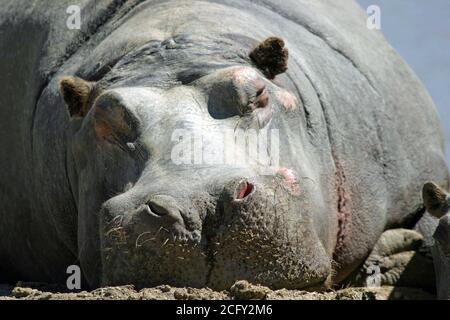 Addormentato bull Hippopotamus (Hippopotamus anphibius) Sudafrica Foto Stock