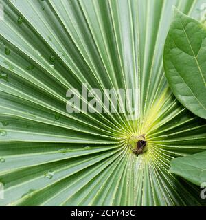 Closeup della livistona, pianta di australis comunemente conosciuta come la pianta di cavolo austriaca Foto Stock