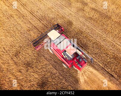 Vista aerea sulla mietitrebbia che lavora sul campo di grano grande. Fienagione e raccolta all'inizio dell'autunno sul campo. Il trattore taglia l'erba secca Foto Stock