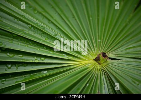 Closeup della livistona, pianta di australis comunemente conosciuta come la pianta di cavolo austriaca Foto Stock