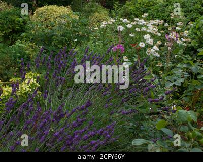 Bellissimo giardino fiorito con fiori assortiti tra cui lavanda e margherite Foto Stock