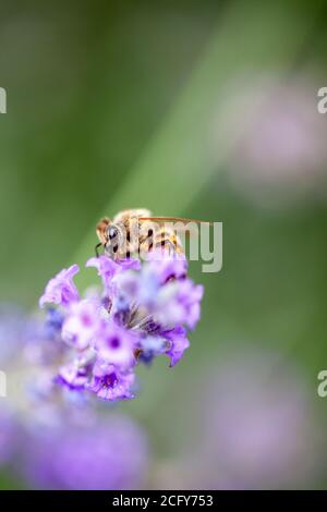 Ape su lavanda Foto Stock