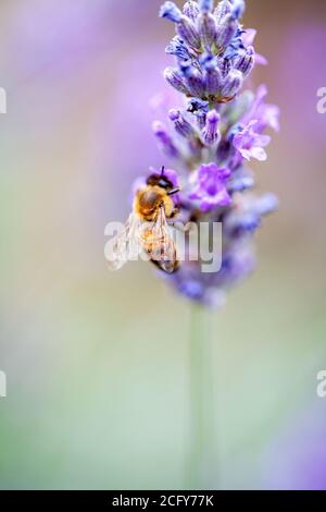 Ape su lavanda stelo Foto Stock