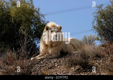 Leone Bianco maschio (Panthera leo) Sud Africa Foto Stock