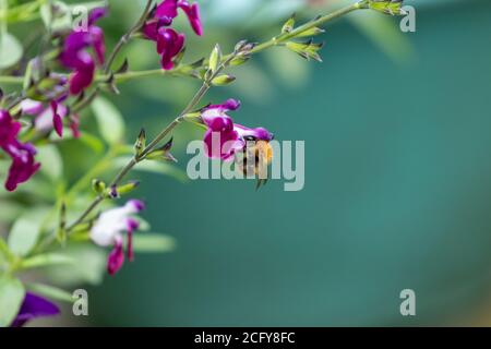 Un bumblebee comune di Carda (Bombus pascuorum) Nutrire un fiore di Salvia 'Amethyst Lips' (Dyspurp) Foto Stock