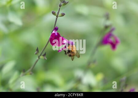Un bumblebee comune di Carda (Bombus pascuorum) Nutrire un fiore di Salvia 'Amethyst Lips' (Dyspurp) Foto Stock