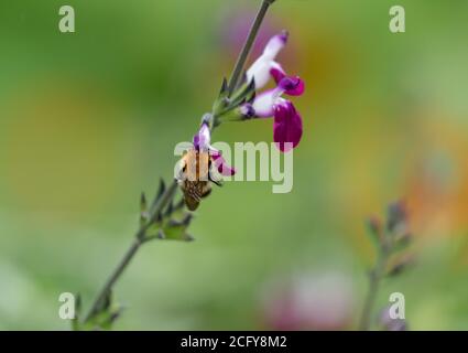 Un bumblebee comune di Carda (Bombus pascuorum) Nutrire un fiore di Salvia 'Amethyst Lips' (Dyspurp) Foto Stock