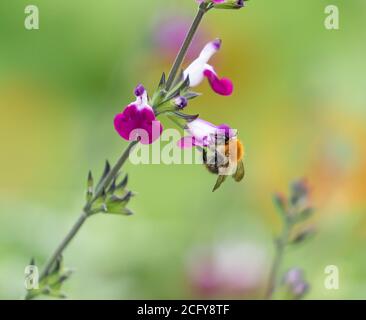 Un bumblebee comune di Carda (Bombus pascuorum) Nutrire un fiore di Salvia 'Amethyst Lips' (Dyspurp) Foto Stock