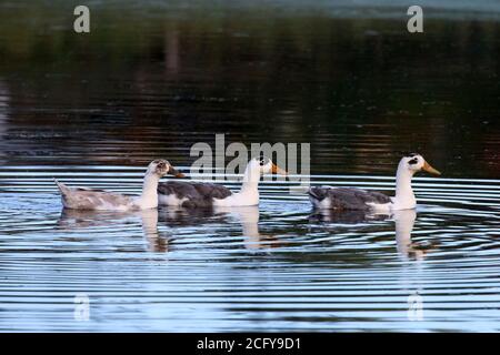 Anatre domestiche con cromosomi selvaggi Foto Stock