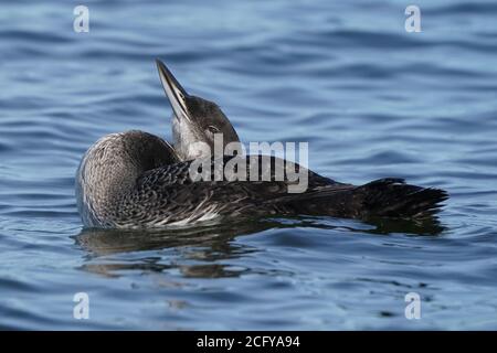 Pulcino quasi adulto che predica e nuota con Madre Loon Foto Stock