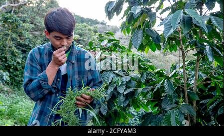 Ritratto di contadino che controlla la qualità della foglia di marijuana nella pianta Foto Stock