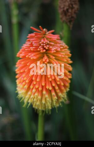 Singolo rosso blurred hot poker fiore ritratto in arancione e. giallo Foto Stock