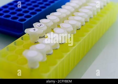 Olomouc, Repubblica Ceca. 8 settembre 2020. Un test rapido per il COVID-19, che può dimostrare il coronavirus circa un'ora dopo il prelievo del campione, è stato sviluppato presso l'Istituto di Immunologia presso la facoltà di Medicina dell'Università di Palacky a Olomouc, i rappresentanti dell'istituto hanno detto oggi, martedì 8 settembre 2020. Il test è molto importante per l'identificazione di persone infette che non hanno sintomi dell'infezione. Credit: Ludek Perina/CTK Photo/Alamy Live News Foto Stock
