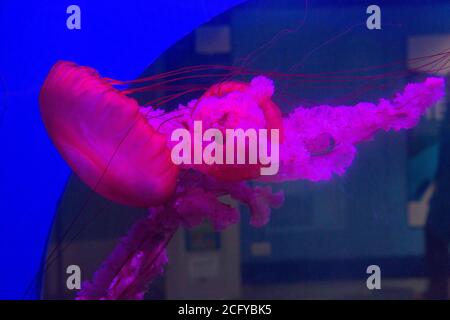 Meduse in mostra presso l'Acquario marino Nazionale. Plymouth , Devon, Inghilterra, Regno Unito. Foto Stock
