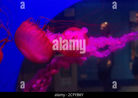 Meduse in mostra presso l'Acquario marino Nazionale. Plymouth , Devon, Inghilterra, Regno Unito. Foto Stock