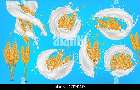 Grani di spighe di grano con spruzzi di latte o yogurt. Gambi interi gialli grano, prodotto biologico, agricoltura, cibo sano. Impostare orecchie di grano realistiche. Illustrazione vettoriale Illustrazione Vettoriale