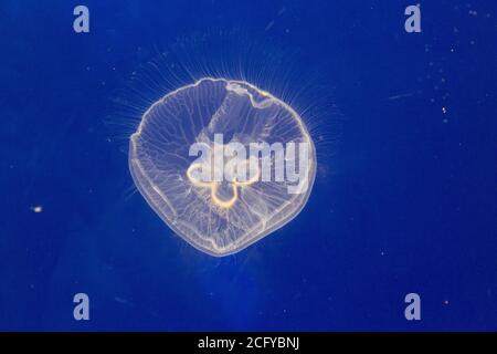 Meduse in mostra presso l'Acquario marino Nazionale. Plymouth , Devon, Inghilterra, Regno Unito. Foto Stock