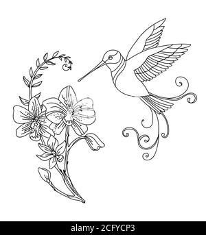 Linea vettoriale art colibri uccello e fiori decorativi. Illustrazione del contorno isolata su bianco. Modello monocromatico disegnato a mano da un vettore per libro da colorare, Illustrazione Vettoriale