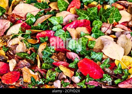 Mix colorato di foglie con gocce d'acqua. Tutte le stagioni in un solo colpo Foto Stock