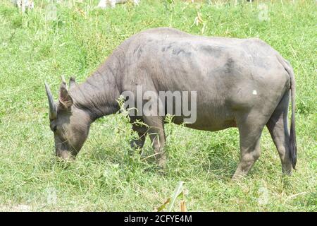Bufalo d'acqua che mangia erba in campo. Il bufalo asiatico è un bovino di grandi dimensioni originario del sud-est asiatico. Foto Stock