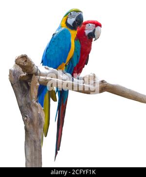 Coppia di pappagalli di macaw blu e rosso sul ramo isolato su sfondo bianco Foto Stock