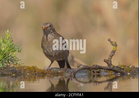 Turdus merula è conosciuta come il comune tordo nero europeo. Foto Stock