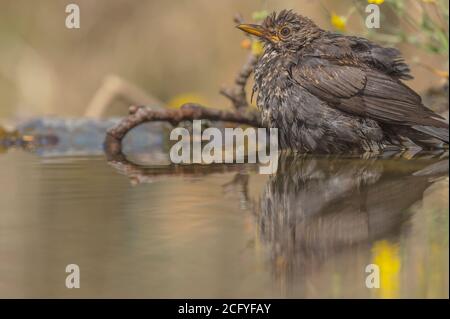 Turdus merula è conosciuta come il comune tordo nero europeo. Foto Stock