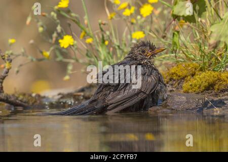 Turdus merula è conosciuta come il comune tordo nero europeo. Foto Stock