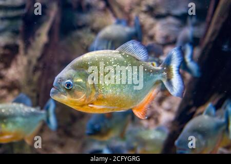 La piranha dal colore rosso (Pigocentrus nattereri) è una specie di piranha originaria del Sud America. Sono foraggiatori onnivori e nutrono insetti. Foto Stock