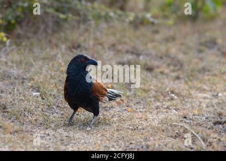 Coucal Grande - Centropus sinensis, coucal bello nero e marrone da foreste asiatiche e boschi, Sri Lanka. Foto Stock