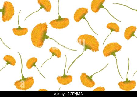Acquerello disegno mano senza giunture di fiori di dente di leone isolato su sfondo bianco. Sfondo floreale primaverile con fiori selvatici per la stampa in tessuto Foto Stock