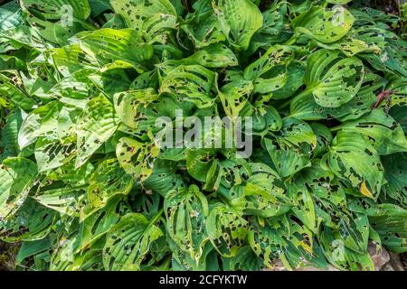 Foglie di una pianta di osta mangiata da tappeti da giardino. Foto Stock