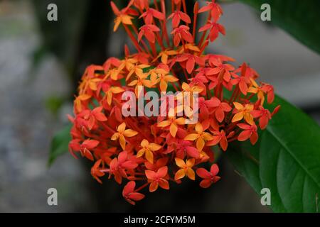 Ixora è un genere di piante da fiore della famiglia Rubiaceae. Questo genere è composto da alberi sempreverdi e arbusti tropicali e ha circa 562 specie. Foto Stock