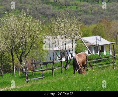 Trama con una casa sulle verdi colline in primavera. Una mucca pazza tra l'erba verde. Foto Stock