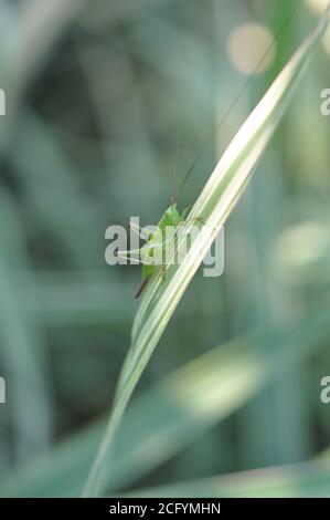 Gasshopper si siede su una lama d'erba in estate. Verde su verde. Foto Stock