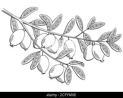 Feijoa Fruit graphic branch nero bianco isolato schizzo illustrazione vettore Illustrazione Vettoriale
