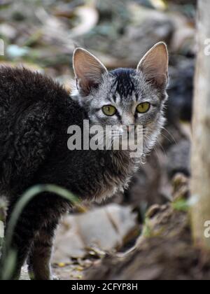 Selkirk rex una razza di gatti ricci, con occhi bellissimi e colore del corpo in balza grigiastra. Foto Stock